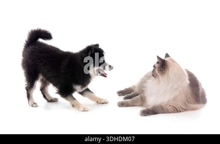 Bild einer pompösen und sibirischen Katze vor weißem Hintergrund Stockfoto