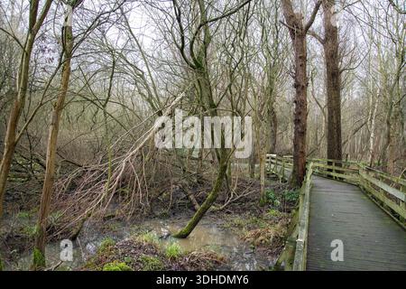 Friedlicher Fußweg, der sich durch Wälder im Gunpowder Park in Enfield, London, schlängelt und die Naturlandschaft, Naturschutz und Outdoor-Spaziergänge hervorhebt. Stockfoto