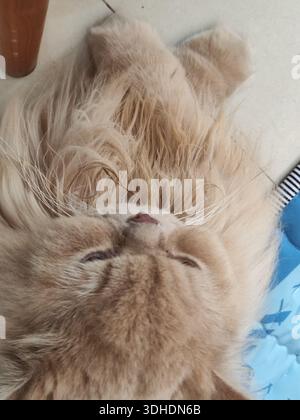Eine flauschige Ingwerkatze, die auf dem Rücken liegt, die Augen sind in Entspannung geschlossen Stockfoto