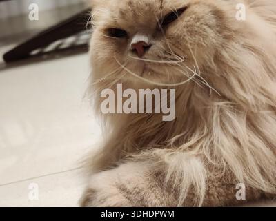 Flauschige Perserkatze auf dem Boden mit halb geschlossenen Augen Stockfoto