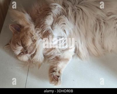 Schlafende flauschige Ingwerkatze, die auf gefliestem Boden ruht Stockfoto