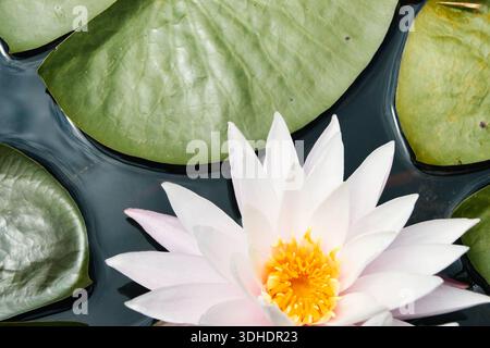 Nahaufnahme einer zarten weißen Seerose mit leuchtendem gelbem Zentrum, umgeben von Lilienpads Stockfoto