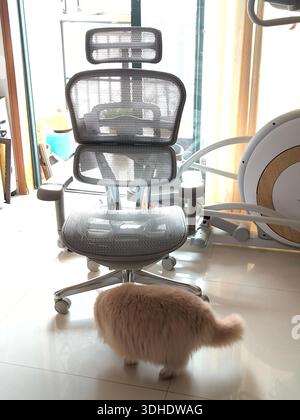 Flauschige Katze, die in der Nähe eines ergonomischen Bürostuhls in einem hellen Arbeitsplatz zu Hause läuft Stockfoto