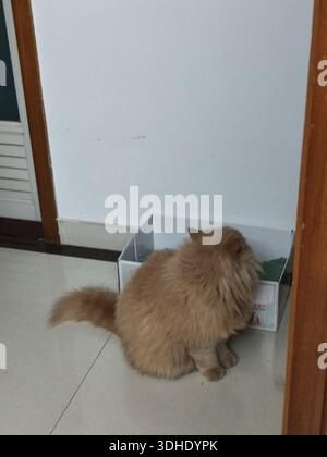 Flauschige Ingwerkatze, die neben einem offenen Karton auf einem gefliesten Boden sitzt Stockfoto