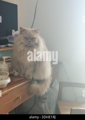 Flauschige Perserkatze, die im Home Office auf einem hölzernen Schreibtisch sitzt Stockfoto