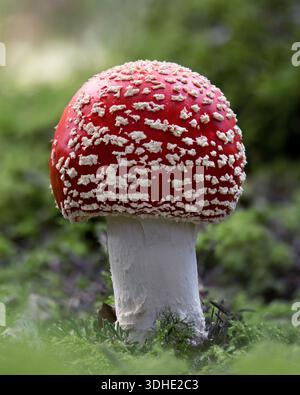 Fliegenpilz (Amanita muscaria), der auf Waldboden wächst. Tipperary, Irland Stockfoto
