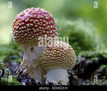 Zwei Fliegenpilze (Amanita muscaria), die zusammen wachsen. Tipperary, Irland Stockfoto