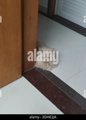 Flauschige weiße Katze, die hinter einer Türecke guckt Stockfoto