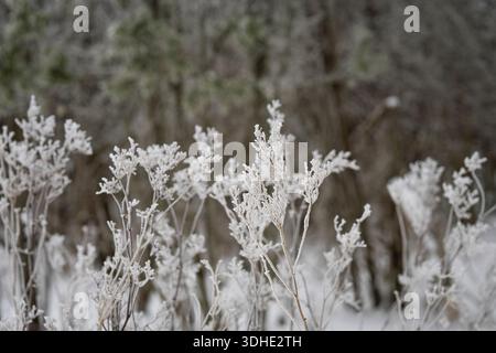 Frostbedeckte Wiesenpflanzen stehen in einer ruhigen Winterlandschaft, mit zarten Eiskristallen, die getrocknete Stämme hervorheben. Zarte, frostige Wildpflanzen. Stockfoto