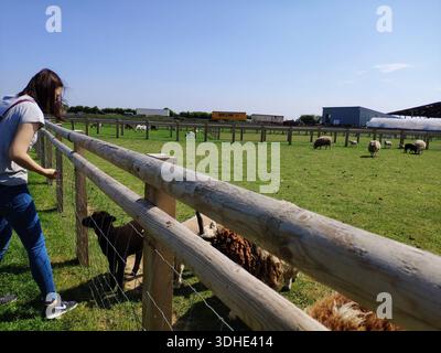 Frau, die entlang eines Holzzauns läuft und Schafe und Hunde in ländlichen Bauernhöfen beobachtet Stockfoto