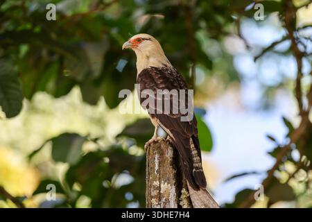 Caracara mit gelbem Kopf stand auf einem Posten in Costa Rica Stockfoto