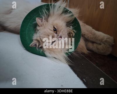 Flauschige Perserkatze mit grünem Kegelkragen, die müde und mürrisch aussieht, während sie auf dem Boden ruht Stockfoto