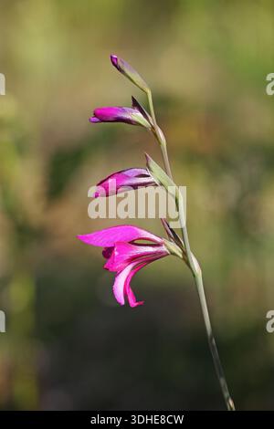 Wilde Gladiole Gladiolus Illyricus New Forest Nationalpark Hampshire England Stockfoto