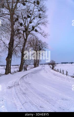 Ländliche Winterlandschaft am späten Nachmittag. Eine kurvige Straße auf einer Ebene mit Schnee, alte Bäume wachsen entlang der Straße. Podlachia, Polen, Europa. Stockfoto
