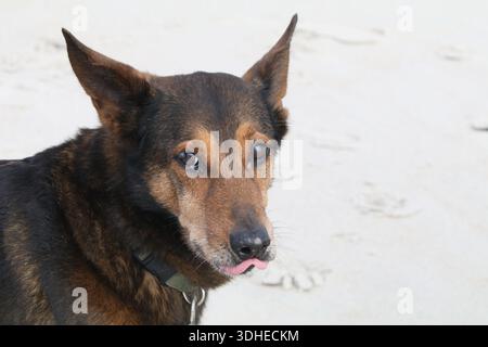 Deutscher Schäferhund Am Strand Stockfoto