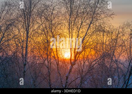 Goldener Sonnenaufgang durch frostigen Birkenhain, gelbe Sonne, die tief über dem Horizont schwebt, trüber Himmel und kühle Luft, komplizierte Äste, die eine helle Scheibe umrahmen Stockfoto