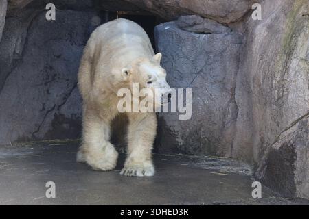 Männlicher Eisbär Für Erwachsene Stockfoto