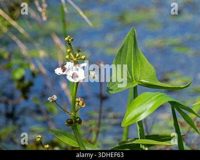 Arrowhead Sagittaria sagittifolia in a Small rhyne, Tealham Moor, Somerset Levels and Moors, Somerset, England, UK, August 2020 Stockfoto