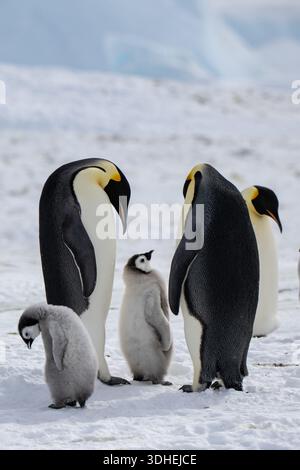 Antarktis, Weddell Sea, Snow Hill Island, Kaiserkolonie Pinguine. Reife Kaiserpinguine mit Küken. Stockfoto