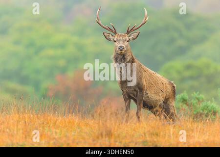 Rothirsch im Herbst. Nahaufnahme eines jungen Hirschhirsches mit Blick nach vorne in goldenen Gräsern, Strathconon Estate, Scottish Highlands. Wissenschaftlicher name Stockfoto