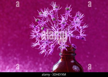 Violettes Allium mit Wassertropfen Stockfoto