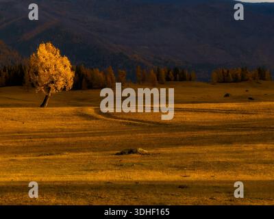 Goldene Herbstwiese mit einsamem Baum, sanften Hügeln, fernen Wäldern und sanften Schatten sorgen für eine friedliche Stimmung und natürliche Schönheit der Herbstlandschaft. Stockfoto
