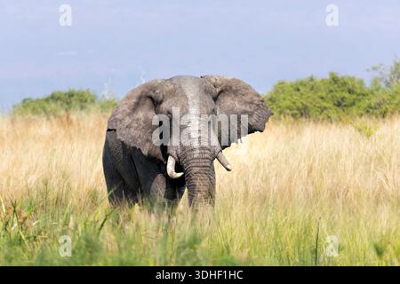 Elefant (Loxodonta Africana) zu Fuß durch die Wiese, Pilanesberg Nationalpark, Südafrika. Stockfoto