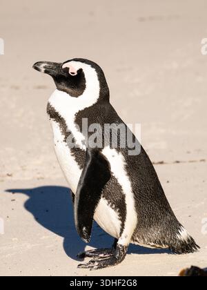 Ein afrikanischer Pinguin, Spheniscus demersus, auch bekannt als Kappinguin oder Südafrikanischer Pinguin, steht an einem Strand. Stockfoto