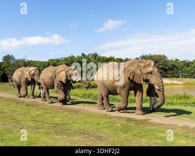 Drei gerettete afrikanische Buschelefanten, Loxodonta africana, auch bekannt als afrikanischer Savannenelefant, werden von ihren Handlern begleitet. Stockfoto