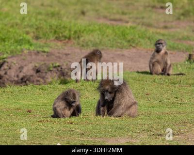 Chacma-Pavian, Papio ursinus, auch bekannt als Kapbabau. Stockfoto