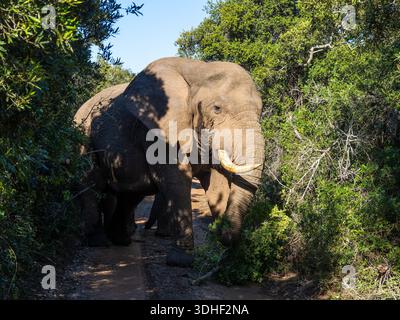 Ein afrikanischer Buschelefant, Loxodonta africana, auch bekannt als afrikanischer Savannenelefant. Stockfoto