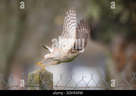 Ein weibliches, eurasisches Sparschwein (Accipiter nisus), das mit gespreizten Flügeln von einem Zaunpfosten abhebt. Stockfoto