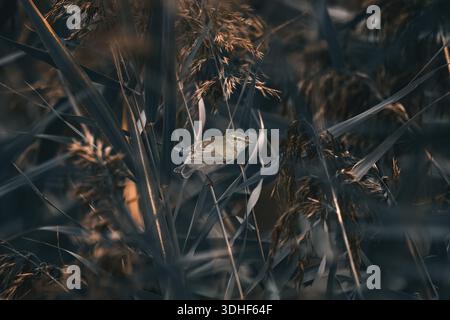 Ein gemeiner Chiffchaff (Phylloscopus Collybita) im Schilf (Phragmites Australis), dunkle atmosphärische Stimmung, horizontal Stockfoto