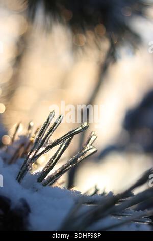 Die Strahlen der untergehenden Sonne strahlen durch die Zweige einer Tanne oder Kiefer, die mit Schnee und Eis bedeckt sind. Nadeln an den Ästen Stockfoto