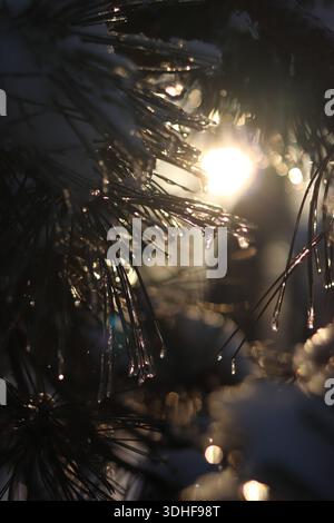 Die Strahlen der untergehenden Sonne strahlen durch die Zweige einer Tanne oder Kiefer, die mit Schnee und Eis bedeckt sind. Nadeln an den Ästen Stockfoto