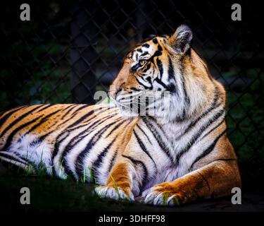 Ein Tiger legt sich auf einem Grasgebiet nieder. Der Tiger schaut in die Kamera. Der Tiger ist in einem Zoogehege Stockfoto