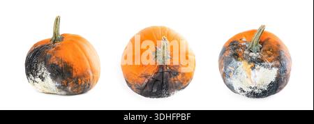 Verfaulter Kürbis bedeckt mit Schimmel und Verfall isoliert auf weißem Hintergrund. Set aus drei Winkeln, die verdorbenes Orangengemüse mit schwarz-weißem Pilz zeigen Stockfoto