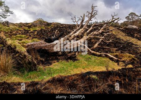 Feuer beschädigte die Waldlandschaft in Snowdonia nach einem jüngsten Waldbrand mit verbranntem Boden, umgestürzten Bäumen und geschwärzten Stämmen Stockfoto