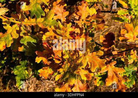 Blick von oben auf die herbstlichen Eichenblätter mit satten Gelb-, Orange- und Grüntönen in saisonalem Laub Stockfoto