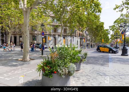 Boulevard Paseo de Gracia im Zentrum von Barcelona, baumgesäumte Straße mit Luxusgeschäften, Straßenblick, Spanien, Europa, 2025 Stockfoto