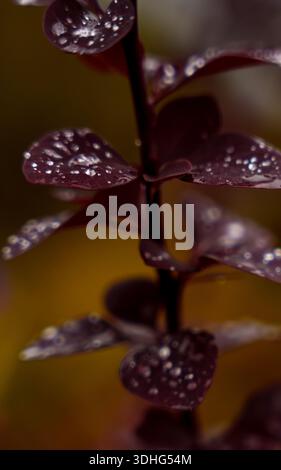 Nahaufnahme tiefroter Blätter mit Regentropfen, aufgenommen in sanftem Herbstlicht. Abstrakte natürliche Textur mit geringer Schärfentiefe. Aufgenommen mit Sony A7 i Stockfoto