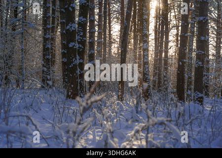 Schneebedeckter Kiefernwald mit Sonnenlicht am Wintermorgen Stockfoto