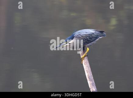 Der gestreifte Reiher ist ein kleiner Wasservogel mit kurzen Beinen, einer schwarzen Krone und einem kleinen, hängenden Wappen. Stockfoto
