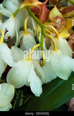 Wunderschöne Blume mit Wassertautropfen Stockfoto