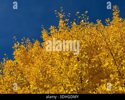 Gelber Laubbaum am Himmel im Herbstpark Stockfoto