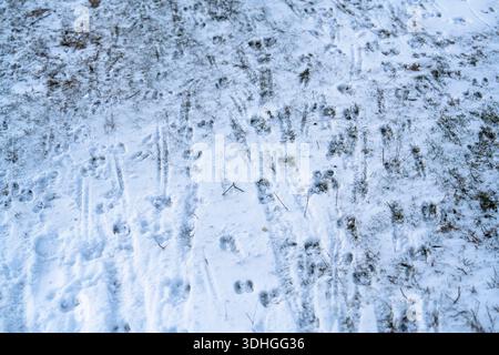 Auf dem schneebedeckten Boden sind mehrere Tierspuren zu sehen, die auf Bewegungen in einem Waldgebiet hinweisen. Die Szene fängt die kalte Winterumgebung und ein Stockfoto