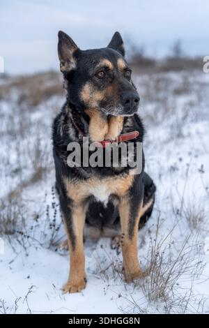 Ein Hund sitzt auf einem verschneiten Feld, umgeben von Gras und kargen Bäumen. Der Himmel ist bewölkt, was darauf hindeutet, dass es im Winter am späten Nachmittag ist. Stockfoto