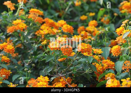 Gelbe lantana (Strauchverbene oder Lantanas) Blüten im Frühjahr Stockfoto