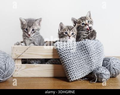 Drei kleine süße Tabby-Kätzchen sitzen in Holzkiste, Kugeln aus Wollgarn und Garn. Stockfoto