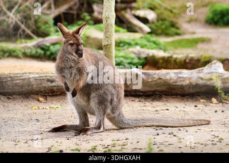Rothals Wallaby, australische Makropoden Beutelarten Stockfoto